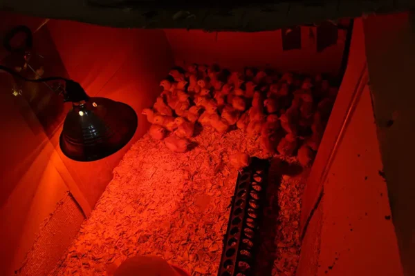 Bland-family-farm-gallery-01