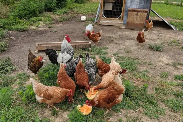Bland-family-farm-gallery-05