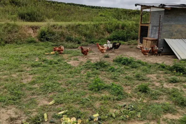 Bland-family-farm-gallery-09