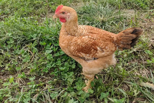 triple-s-farms-gallery-06